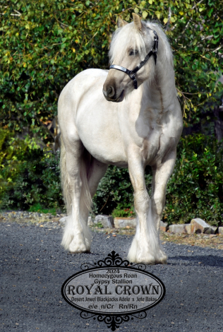 HorseID: 2307390 Royal Crown - PhotoID: 1091323
