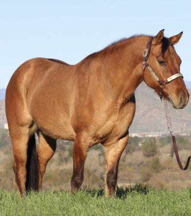 HorseID: 2307391 Zeke - PhotoID: 1091324