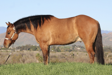 HorseID: 2307391 Zeke - PhotoID: 1091325