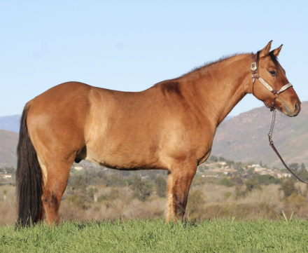 HorseID: 2307391 Zeke - PhotoID: 1091326