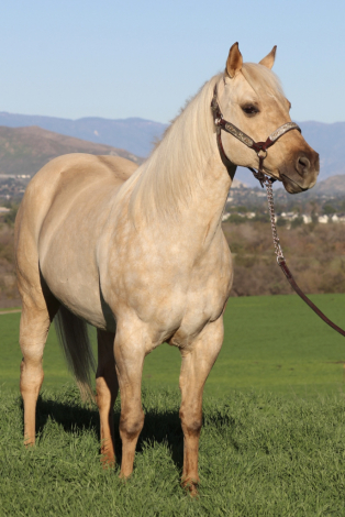 HorseID: 2307392 IWANTANOSCAR - PhotoID: 1091327