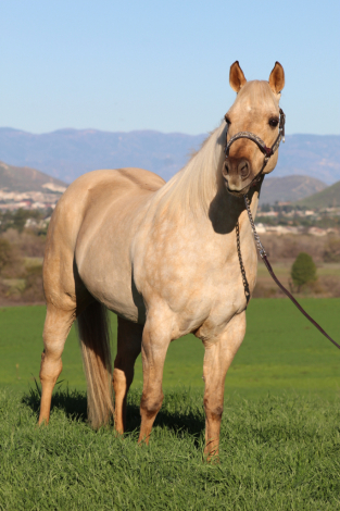 HorseID: 2307392 IWANTANOSCAR - PhotoID: 1091328