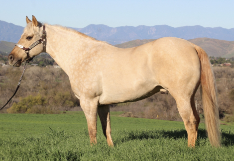 HorseID: 2307392 IWANTANOSCAR - PhotoID: 1091329