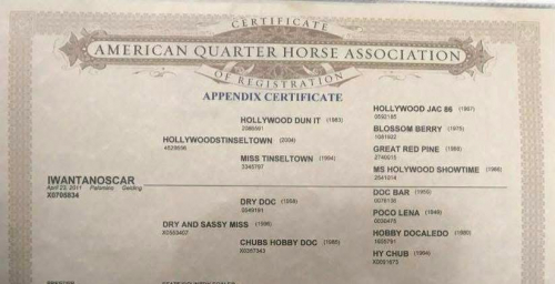 HorseID: 2307392 IWANTANOSCAR - PhotoID: 1091330