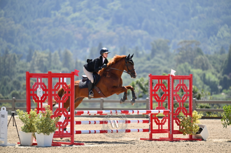 HorseID: 2307398 Live it Well - PhotoID: 1091336