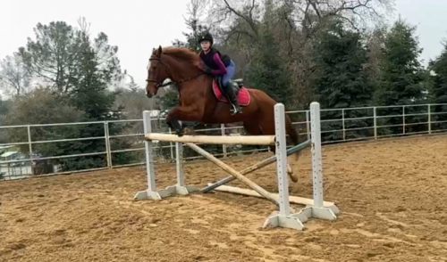 HorseID: 2307398 Live it Well - PhotoID: 1091339