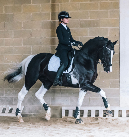 HorseID: 2307400 Orville - PhotoID: 1091345