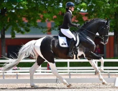 HorseID: 2307400 Orville - PhotoID: 1091346