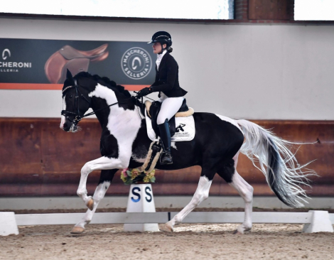 HorseID: 2307400 Orville - PhotoID: 1091347