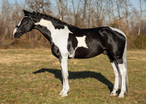 HorseID: 2307400 Orville - PhotoID: 1091348