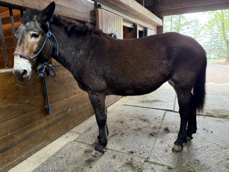 HorseID: 2307406 Fiona - PhotoID: 1091353