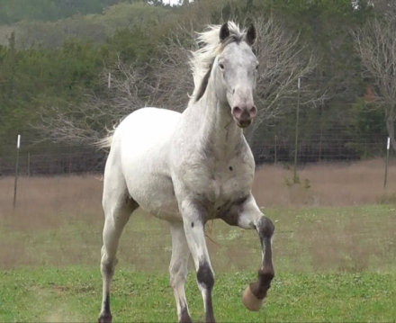 HorseID: 2307407 FVF Matt Dillon - PhotoID: 1091349