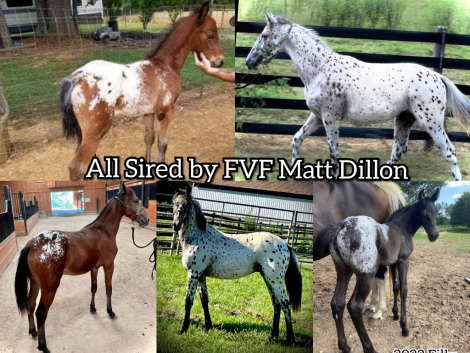 HorseID: 2307407 FVF Matt Dillon - PhotoID: 1091352