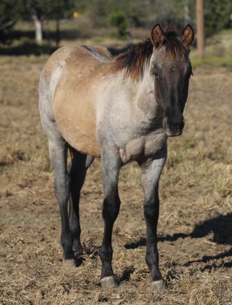 HorseID: 2307413 MR PEPPY TWIST - PhotoID: 1091355