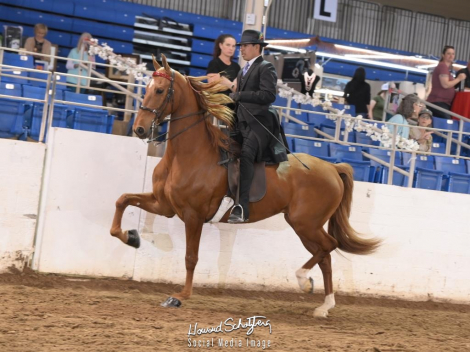 HorseID: 2307414 Desert Revival - PhotoID: 1091356