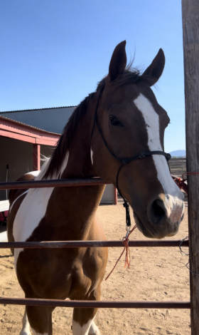 HorseID: 2307415 August - PhotoID: 1091357