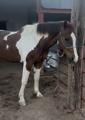 HorseID: 2307415 August - PhotoID: 1091359