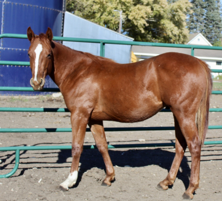 HorseID: 2307420 Heza Dandy Guy - PhotoID: 1091362