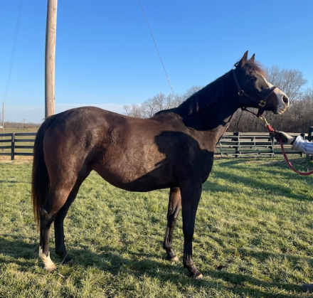 HorseID: 2307432 HardSpun Bunny - PhotoID: 1091372