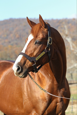 HorseID: 1059371 Friend or Foe - PhotoID: 1094003