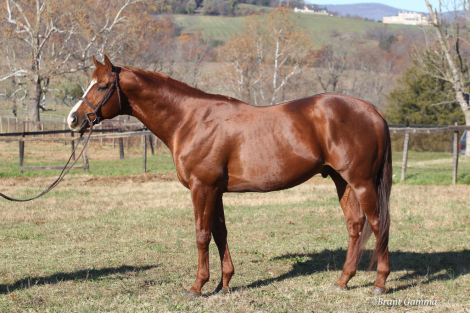 HorseID: 1059371 Friend or Foe - PhotoID: 1094004