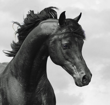 HorseID: 1829920 Tuxedo Thyme ABA++++// - PhotoID: 918646