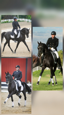 HorseID: 1829920 Tuxedo Thyme ABA++++// - PhotoID: 943137