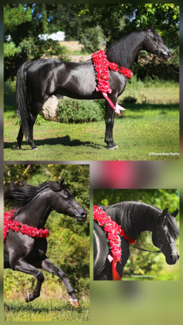 HorseID: 1829920 Tuxedo Thyme ABA++++// - PhotoID: 943138