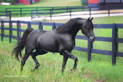 HorseID: 1829920 Tuxedo Thyme ABA++++// - PhotoID: 943141