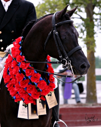 HorseID: 1829920 Tuxedo Thyme ABA++++// - PhotoID: 943216
