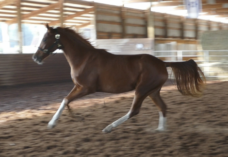 HorseID: 2196903 CF Pandora - PhotoID: 1093248