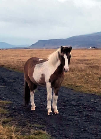 HorseID: 2223790 Víðar frá Grenstanga - PhotoID: 1036856
