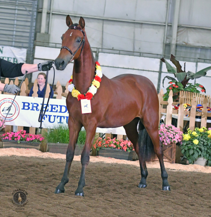 HorseID: 2235491 ATMF Whirlwind Romance - PhotoID: 1093001