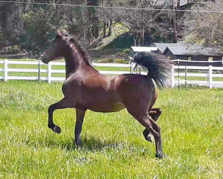 HorseID: 2235491 ATMF Whirlwind Romance - PhotoID: 1093002