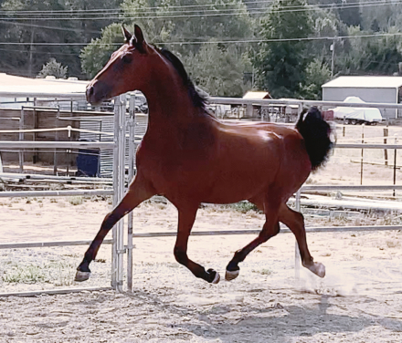 HorseID: 2235491 ATMF Whirlwind Romance - PhotoID: 1093003