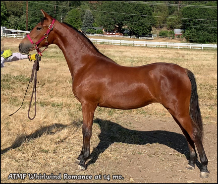 HorseID: 2235491 ATMF Whirlwind Romance - PhotoID: 1093004