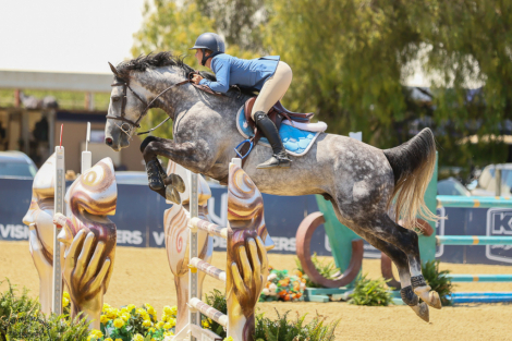 HorseID: 2241241 Gucci van z - PhotoID: 1093837