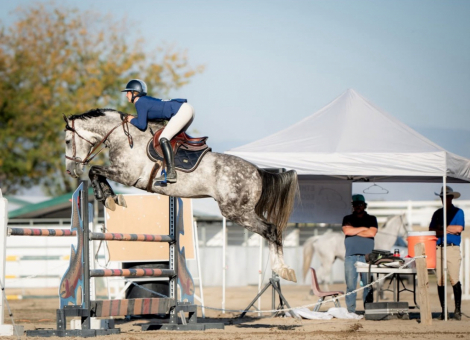 HorseID: 2241241 Gucci van z - PhotoID: 1093838