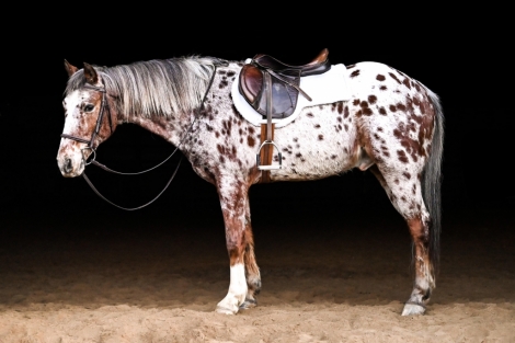 HorseID: 2243607 Poncho - PhotoID: 1004980
