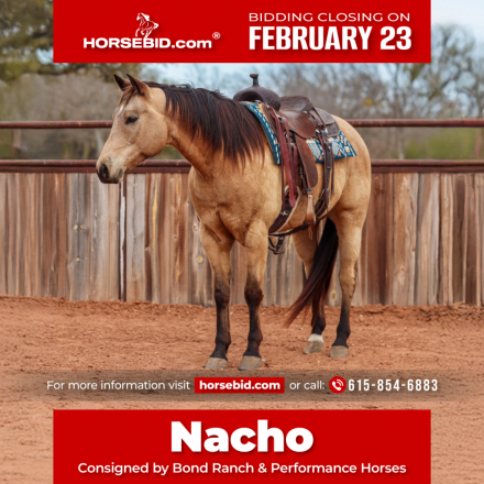 HorseID: 2246616 Nacho Traffic Guy - PhotoID: 1036978
