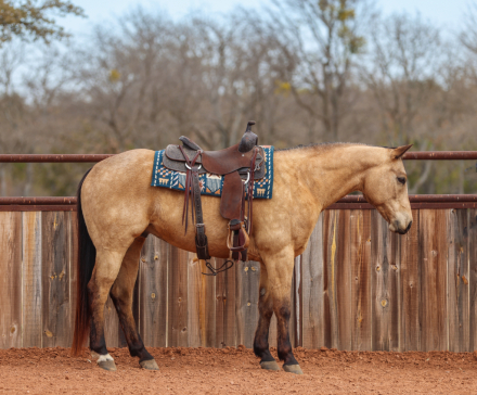 HorseID: 2246616 Nacho Traffic Guy - PhotoID: 1036979