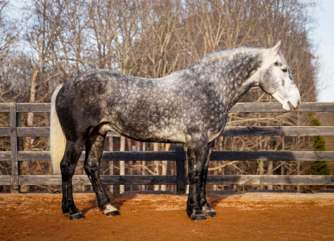 HorseID: 2246726 Chancellor - PhotoID: 1045895