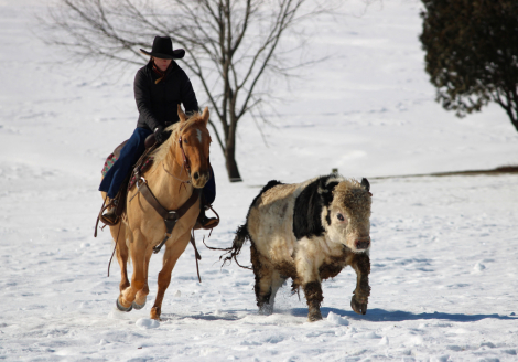 HorseID: 2246739 Nugget - PhotoID: 1045906