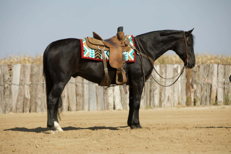 HorseID: 2246741 Lemmons Northbound - PhotoID: 1028747