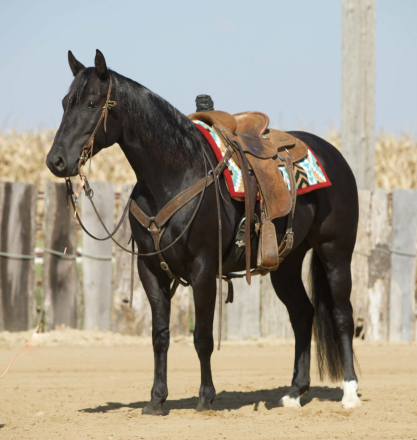 HorseID: 2246741 Lemmons Northbound - PhotoID: 1028748