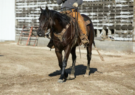 HorseID: 2246741 Lemmons Northbound - PhotoID: 1028749