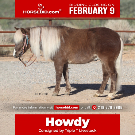 HorseID: 2247444 Howdy - PhotoID: 1042253