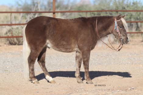 HorseID: 2247444 Howdy - PhotoID: 1045868