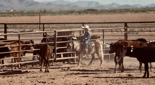 HorseID: 2247444 Howdy - PhotoID: 1045869