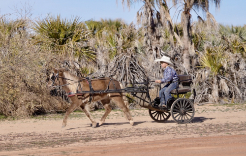 HorseID: 2247444 Howdy - PhotoID: 1045870